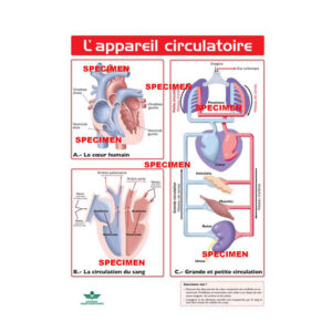 PLANCHE P L'APAREIL CIRCULAIRE..
