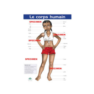 PLANCHE P LE CORSP HUMAIN..