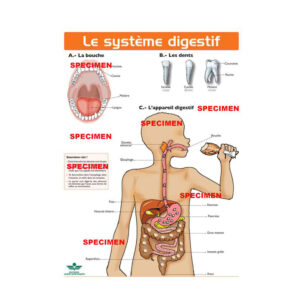 PLANCHE P SYSTEME DIGESTIF..